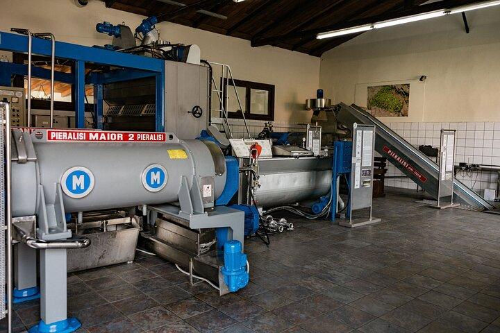 The Governor's Olive Mill Tour with Olive Oil Tasting