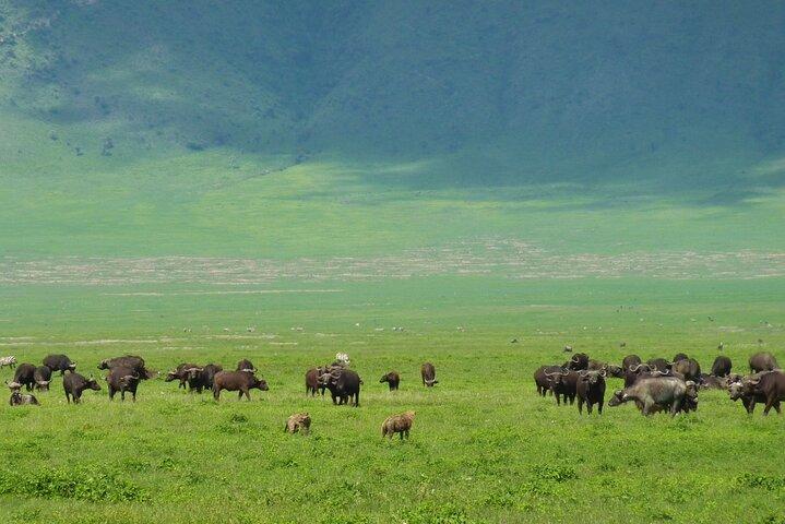 Game Drive Tour to Ngorongoro Crater from Arusha
