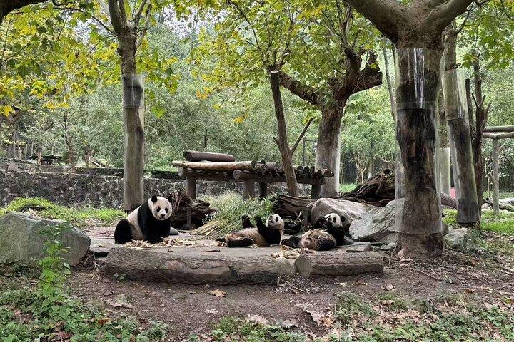 Dujiangyan Panda base & Irrigation System Private Day Tour