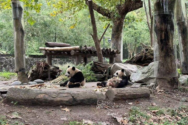 Dujiangyan Panda base & Irrigation System Private Day Tour