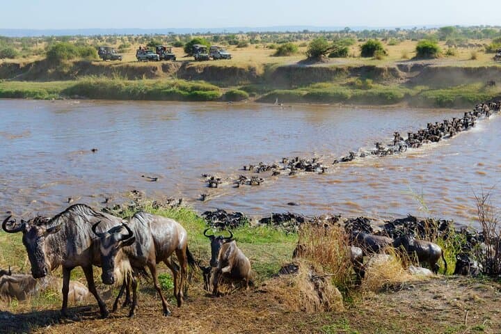 4 Days Masai Mara and Lake Naivasha Hell's Gate Adventure