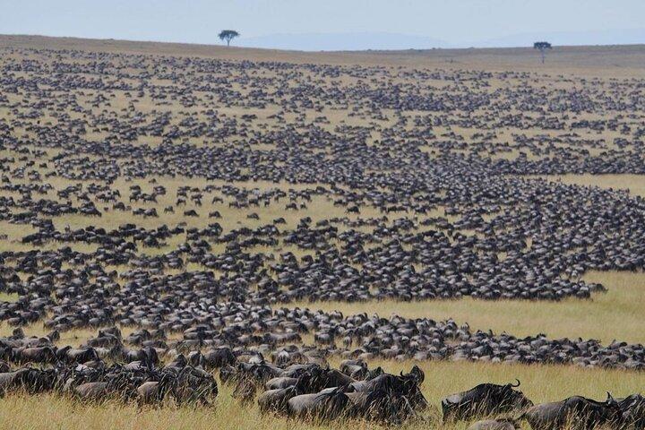 3 Days Masai Mara Classic Wildlife Safari Adventure