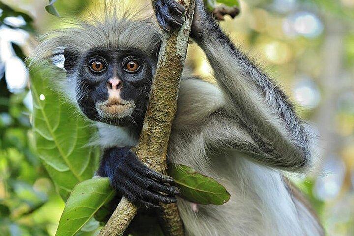 Zanzibar Half Day Trip on Jozani Forest