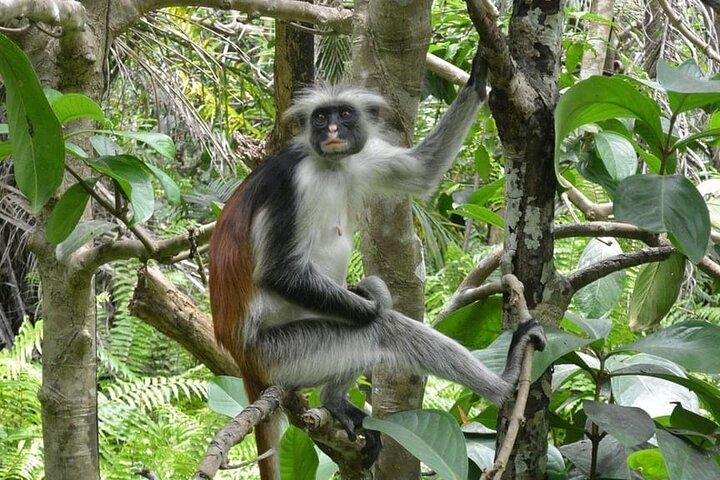 Zanzibar Half Day Trip on Jozani Forest