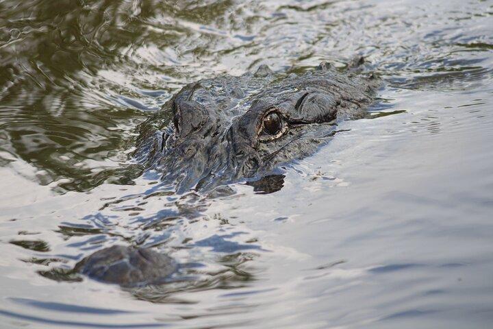 Covered Boat Swamp Tour