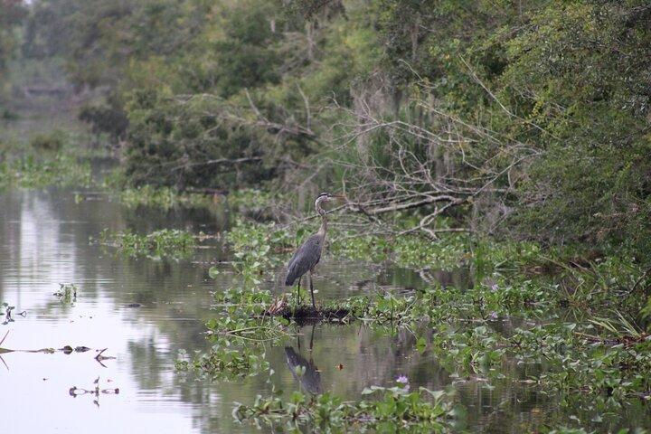 Covered Boat Swamp Tour