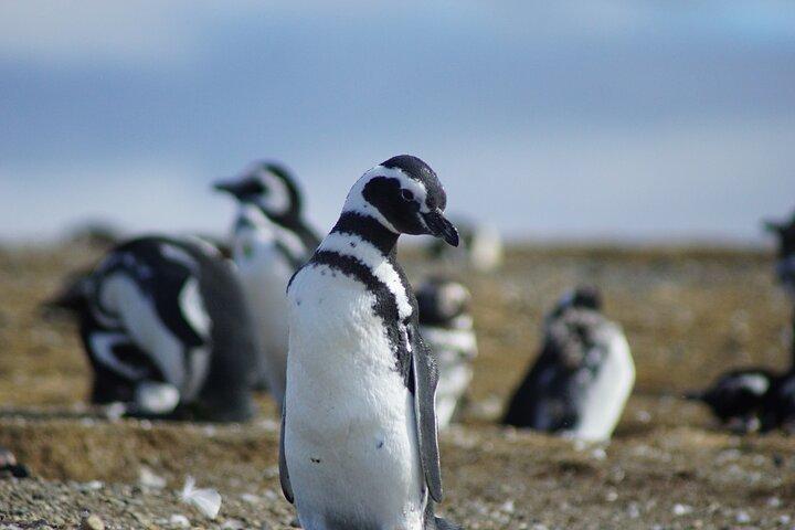 Navigation Beagle Channel to the penguin