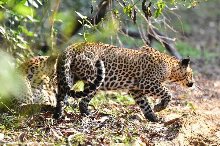 Wilpattu Half Day Safari From Anuradhapura