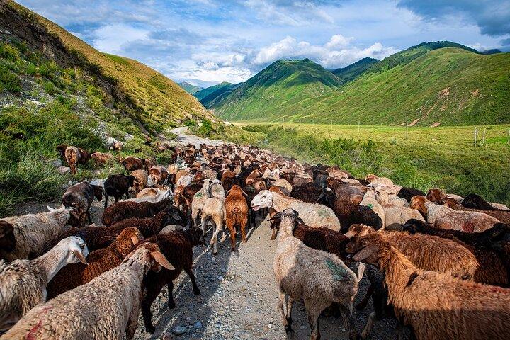 4 Days Issyk Kul & Chon Kemin: Horse Riding and Nomadic Yurt Stay