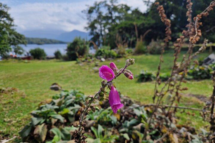 Innisfallen Island - Scenery & history of Killarney National Park