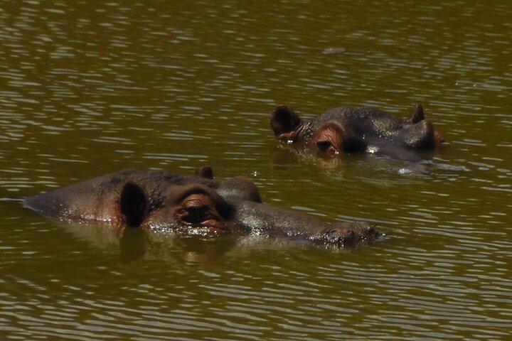 Schotia Safari Half-Day Game Drive :Port Elizabeth