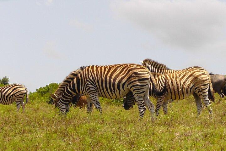 Schotia Safari Half-Day Game Drive :Port Elizabeth