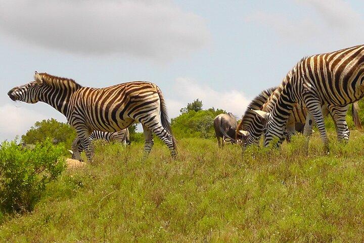 Schotia Safari Half-Day Game Drive :Port Elizabeth