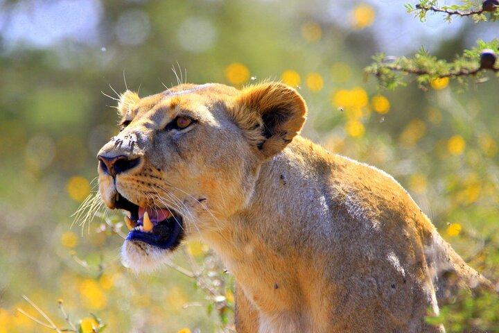 Nairobi National Park Half-Day Game Drive with Hotel Pickup