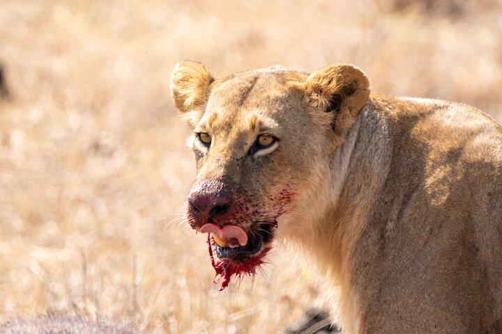 Nairobi National Park Half-Day Game Drive with Hotel Pickup