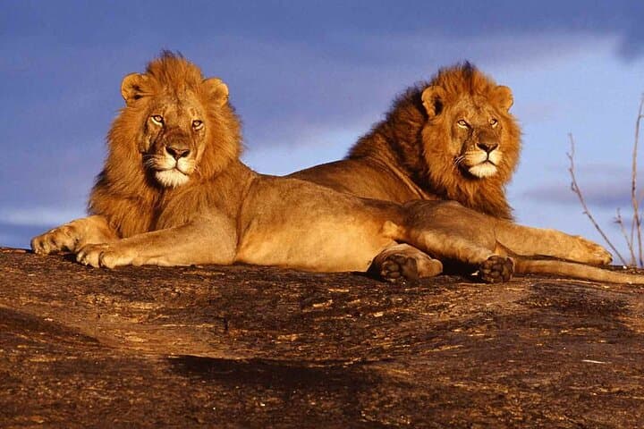 6 Day Safari to Amboseli, Tsavo West & East Explorer Tour