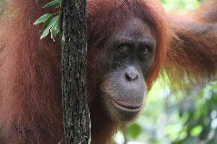 2 day Sumatra Orangutan Jungle Trek Tour Medan - Bukit Lawang