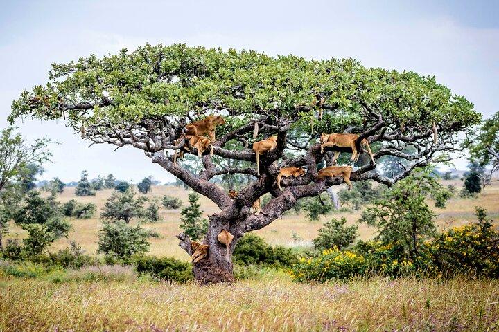 8 Days Combined Kenya and Tanzania Luxury Safari