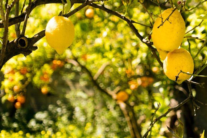 Limoncello Making And Tasting Experience