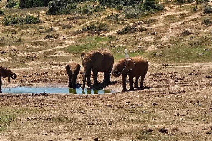 Port Elizabeth Addo Elephant National Park and City Excursion