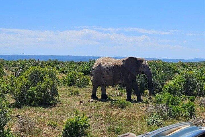 Port Elizabeth Addo Elephant National Park and City Excursion