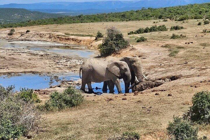 Port Elizabeth Addo Elephant National Park and City Excursion