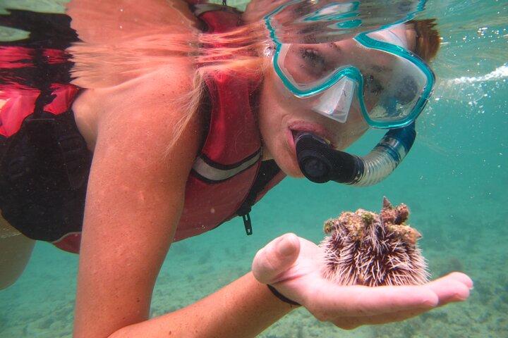 Snorkeling with Sea Turtles at St. Thomas