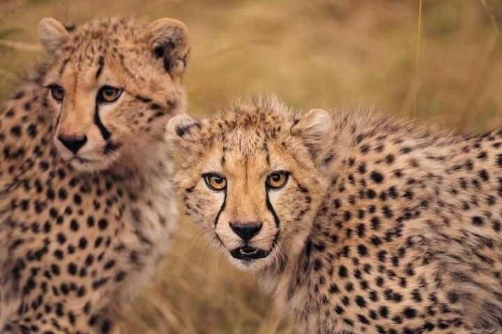 6 Days Kenyan Safari Tour