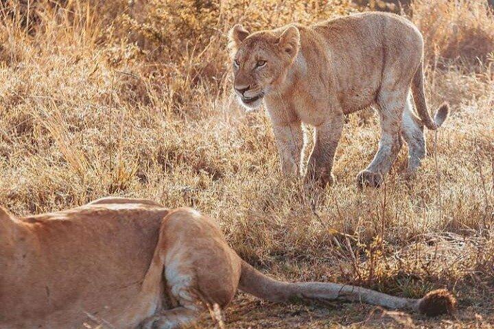 6 Days Kenyan Safari Tour