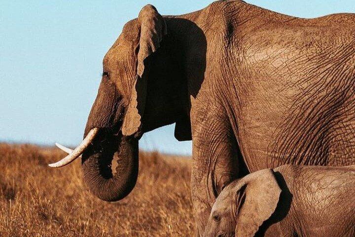 6 Days Kenyan Safari Tour
