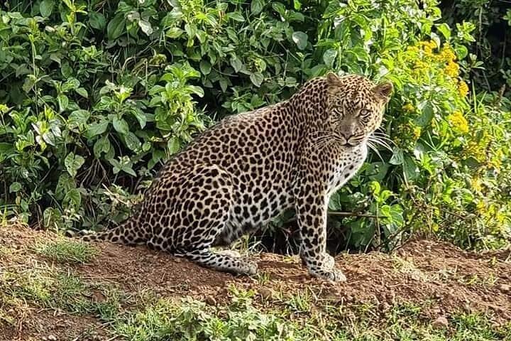 6 Days Kenyan Safari Tour