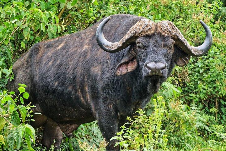 6 Days Kenyan Safari Tour