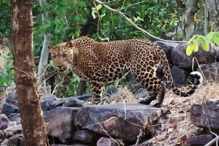 Jaipur to Ranthambore Same Day Tiger Safari