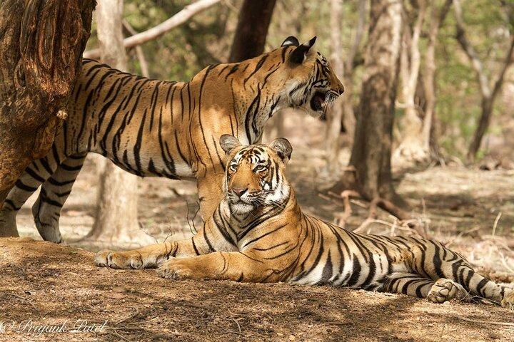 Jaipur to Ranthambore Same Day Tiger Safari