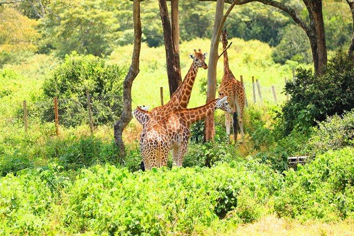 Nairobi Full Day Excursion