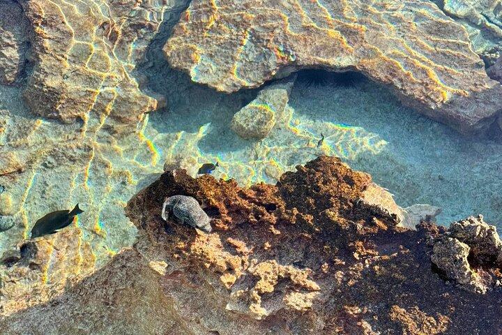 Excursion The Blue Lagoon and Reef Island