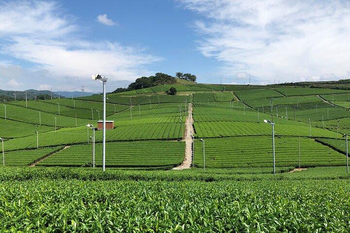 Yame Central Tea Plantation Tour and Tea Tasting