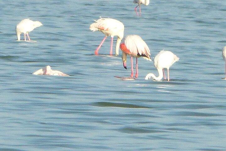 Amboseli Wildlife Adventure Five Day Multi Day Tour
