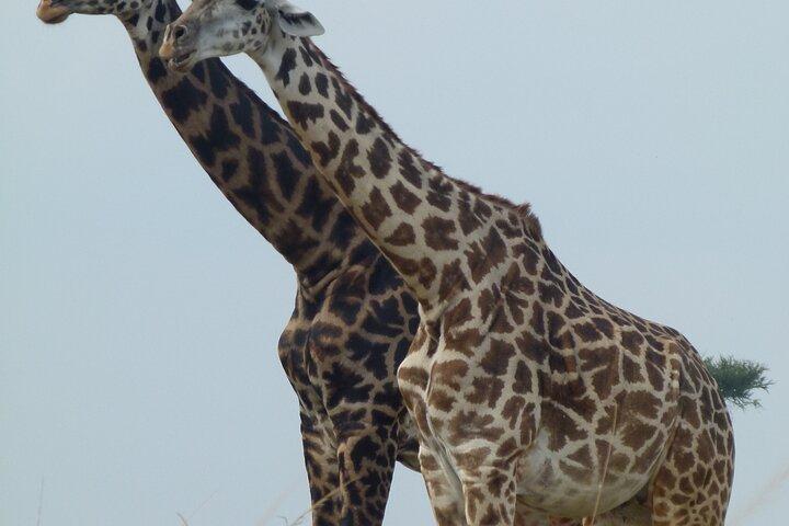 Amboseli Wildlife Adventure Five Day Multi Day Tour