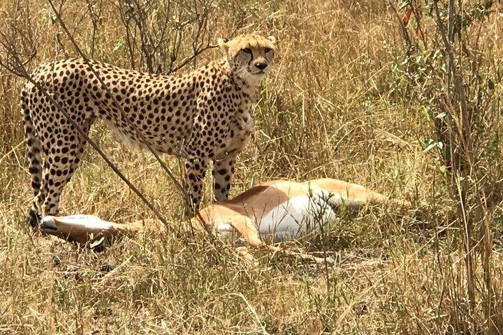 7 Days Mara Nakuru Naivasha Amboseli Safari