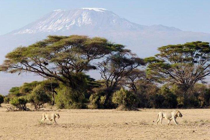 7 Days Mara Nakuru Naivasha Amboseli Safari