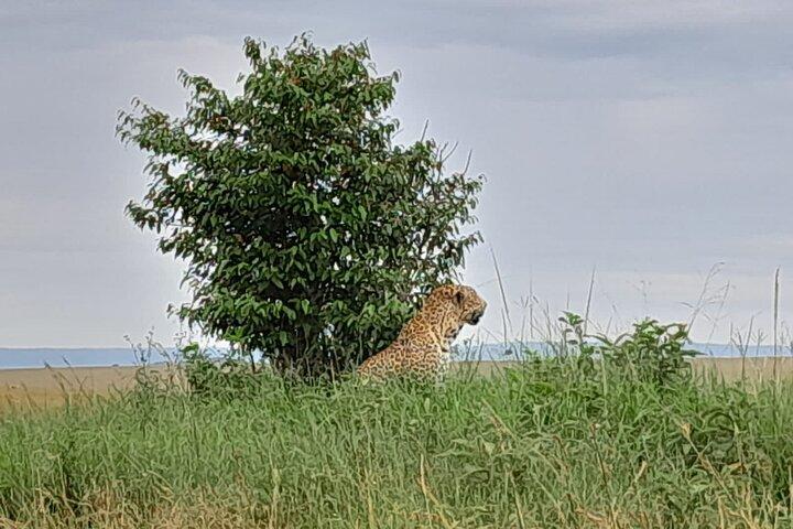 7 Days Mara Nakuru Naivasha Amboseli Safari