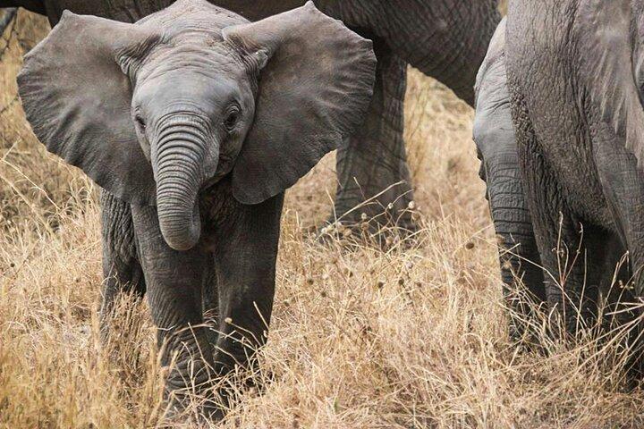 2 Days Tanzania Safari to Ngorongoro and Tarangire National Parks