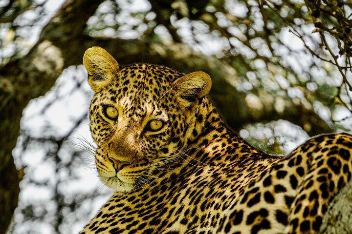 2 Days Tanzania Safari to Ngorongoro and Tarangire National Parks