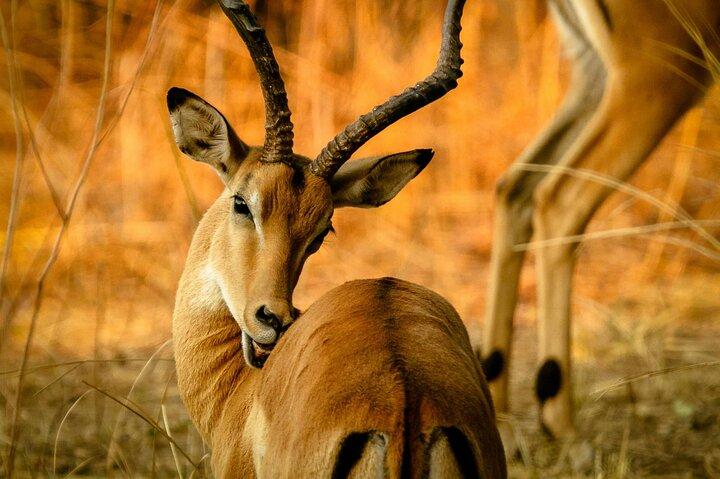 2 Days Tanzania Safari to Ngorongoro and Tarangire National Parks