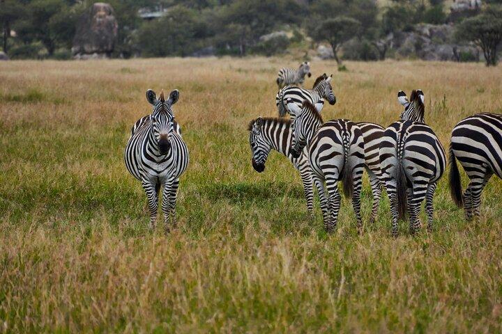 2 Days Tanzania Safari to Ngorongoro and Tarangire National Parks