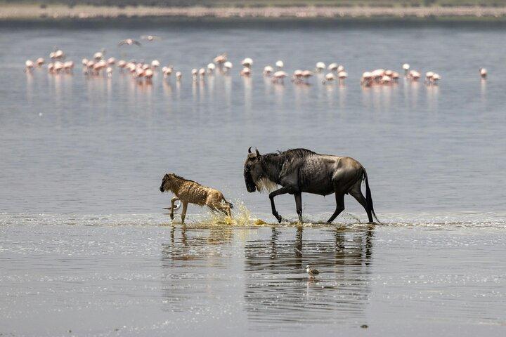 4-Days Big Five Safari: Tarangire, Serengeti & Ngorongoro Crater
