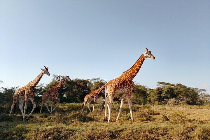 3 Days Meru National Park Experience