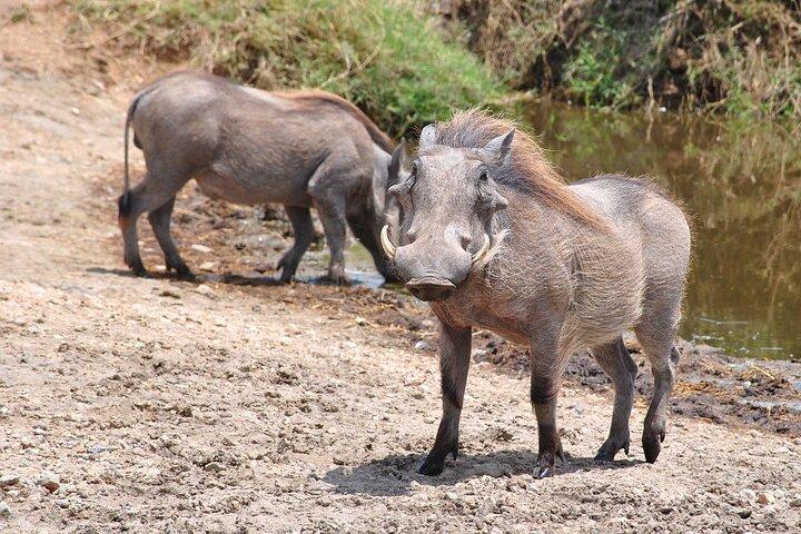 Mikumi National Park Day Trip by Train From Dar Es Salaam