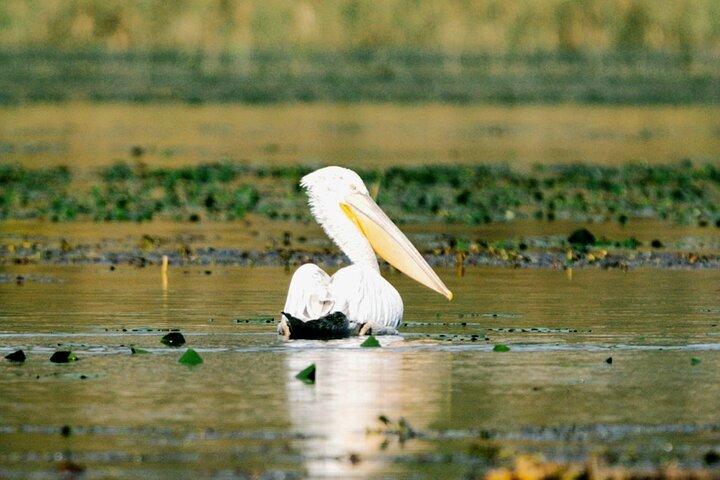 Skadar Lake National Park: Birdwatching & Photography Tour